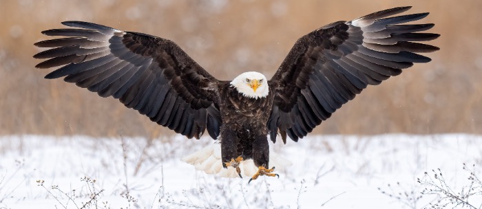Eagle Landing - Photo from John Doskoch